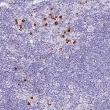 Anti-HERC1 antibody produced in rabbit Prestige Antibodies&#174; Powered by Atlas Antibodies, affinity isolated antibody, buffered aqueous glycerol solution