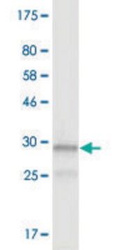 Monoclonal Anti-NAAA antibody produced in mouse clone 3F4, purified immunoglobulin, buffered aqueous solution