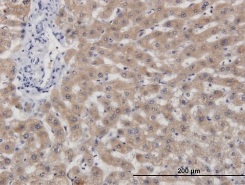 Monoclonal Anti-CBS, (N-terminal) antibody produced in mouse clone 6B8, purified immunoglobulin, buffered aqueous solution