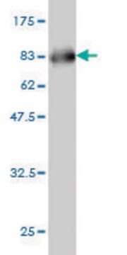 Monoclonal Anti-SERPINA12 antibody produced in mouse clone 3B3, purified immunoglobulin, buffered aqueous solution