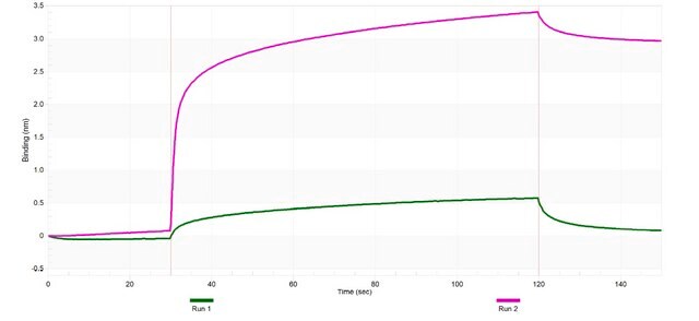 Anti-MX1/MxA Antibody, clone 2C20 ZooMAb&#174; Rabbit Monoclonal recombinant, expressed in HEK 293 cells