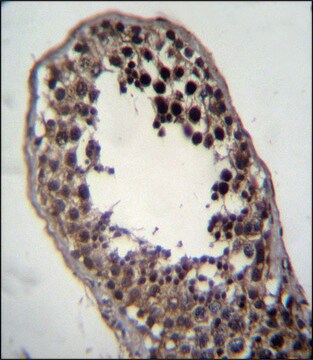 ANTI-FSTL3 (C-TERM) antibody produced in rabbit IgG fraction of antiserum, buffered aqueous solution