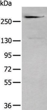 Anti-CSPG4 affinity isolated antibody