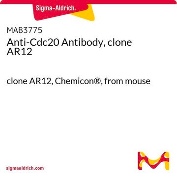 Anti-Cdc20 Antibody, clone AR12 clone AR12, Chemicon&#174;, from mouse
