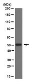 Anti-acetyl-alpha tubulin Antibody, clone 6-11B-1 clone 6-11B-1, from mouse