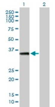 Anti-AKTIP antibody produced in mouse purified immunoglobulin, buffered aqueous solution