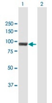 Anti-MUM1 antibody produced in mouse purified immunoglobulin, buffered aqueous solution