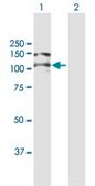 Anti-ITGAV antibody produced in mouse purified immunoglobulin, buffered aqueous solution