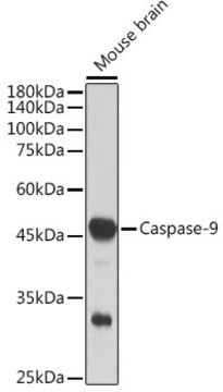 Anti-Caspase-9 Antibody, clone 8I9T3, Rabbit Monoclonal