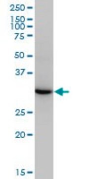 Monoclonal Anti-ESD antibody produced in mouse clone 1E1, purified immunoglobulin, buffered aqueous solution
