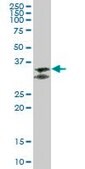 Anti-FCGR2B antibody produced in mouse purified immunoglobulin, buffered aqueous solution