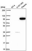 Anti-PIK3CB antibody produced in rabbit Prestige Antibodies&#174; Powered by Atlas Antibodies, affinity isolated antibody