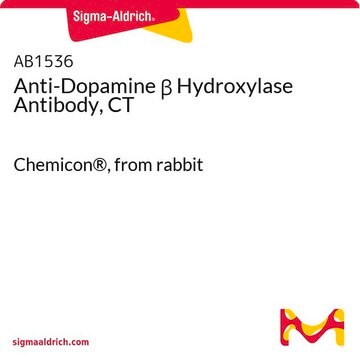 Anti-Dopamine &#946; Hydroxylase Antibody, CT Chemicon&#174;, from rabbit