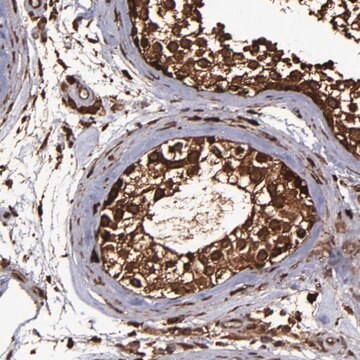 Anti-EIF4ENIF1 antibody produced in rabbit Ab2, Prestige Antibodies&#174; Powered by Atlas Antibodies, affinity isolated antibody, buffered aqueous glycerol solution