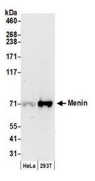 Goat anti-Menin Antibody, Affinity Purified