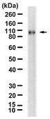 Anti-CSF-1R/CD115 Antibody, clone 1F6 ZooMAb&#174; Rabbit Monoclonal recombinant, expressed in HEK 293 cells