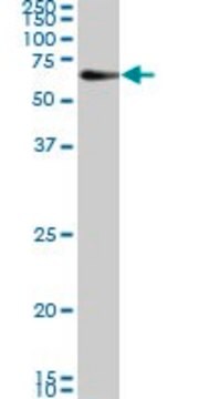 Monoclonal Anti-CAMKK2 antibody produced in mouse clone 1A11, purified immunoglobulin, buffered aqueous solution