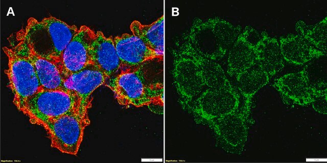 Anti-TIMM23 Antibody, clone 1N16 ZooMAb&#174; Rabbit Monoclonal recombinant, expressed in HEK 293 cells