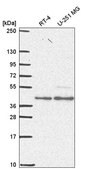 Anti-ESRRA antibody produced in rabbit Prestige Antibodies&#174; Powered by Atlas Antibodies, affinity isolated antibody