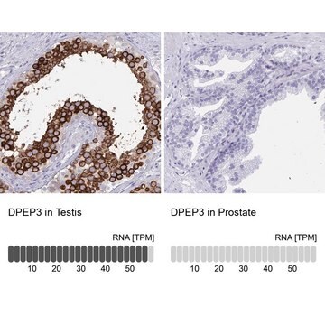 Anti-DPEP3 antibody produced in rabbit Prestige Antibodies&#174; Powered by Atlas Antibodies, affinity isolated antibody, buffered aqueous glycerol solution