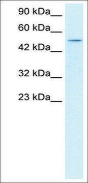 Anti-FOXD3 antibody produced in rabbit affinity isolated antibody