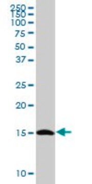 Anti-TCEB2 antibody produced in mouse purified immunoglobulin, buffered aqueous solution