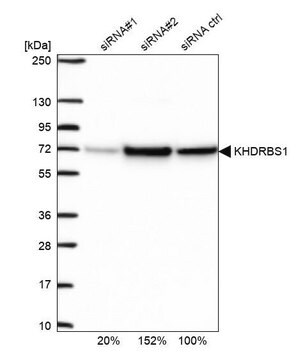 Anti-KHDRBS1 antibody produced in rabbit Prestige Antibodies&#174; Powered by Atlas Antibodies, affinity isolated antibody, buffered aqueous glycerol solution