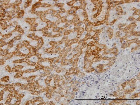 Monoclonal Anti-UBE2G2 antibody produced in mouse clone 5E1, purified immunoglobulin, buffered aqueous solution