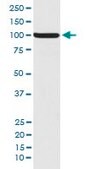 Monoclonal Anti-NFE2L2 (phospho S40) antibody produced in rabbit clone IFH-14
