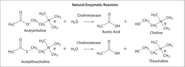 Butyrylcholinesterase from equine serum lyophilized powder, &#8805;500&#160;units/mg protein