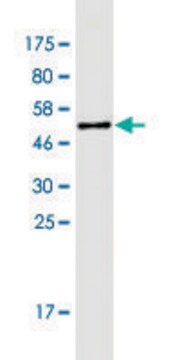 Monoclonal Anti-CLCF1, (C-terminal) antibody produced in mouse clone 7E10, ascites fluid