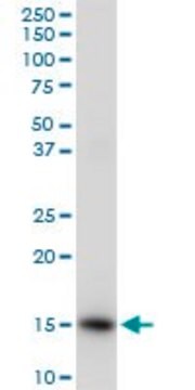 Anti-ISG15 antibody produced in rabbit purified immunoglobulin, buffered aqueous solution