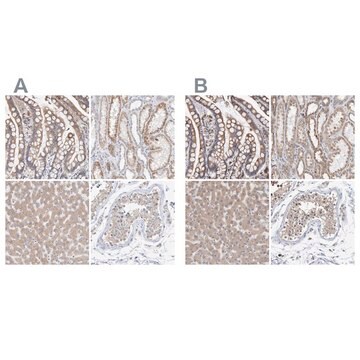 Anti-SGPL1 antibody produced in rabbit Prestige Antibodies&#174; Powered by Atlas Antibodies, affinity isolated antibody, buffered aqueous glycerol solution