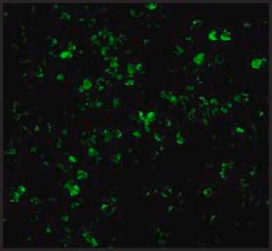 Anti-XAF-1 (ab2) antibody produced in rabbit affinity isolated antibody, buffered aqueous solution
