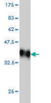 Monoclonal Anti-MAPK10 antibody produced in mouse clone 3B9, purified immunoglobulin, buffered aqueous solution