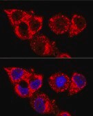Anti-Caspase-9 Antibody, clone 8I9T3, Rabbit Monoclonal