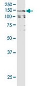 Monoclonal Anti-CACNA2D2 antibody produced in mouse clone 3A4, purified immunoglobulin, buffered aqueous solution
