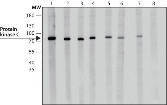 Anti-Protein kinase C antibody, Mouse monoclonal clone MC5, purified from hybridoma cell culture