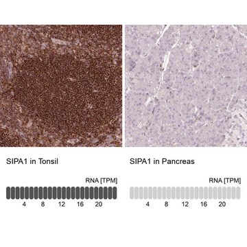 Anti-SIPA1 antibody produced in rabbit Prestige Antibodies&#174; Powered by Atlas Antibodies, affinity isolated antibody, buffered aqueous glycerol solution