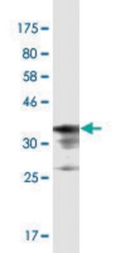 Monoclonal Anti-PRSS12 antibody produced in mouse clone 1C3, purified immunoglobulin, buffered aqueous solution