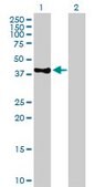 Anti-POLE antibody produced in mouse IgG fraction of antiserum, buffered aqueous solution