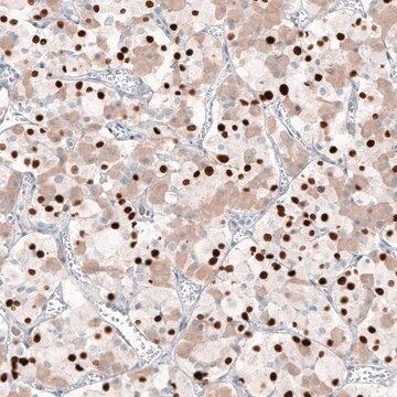 Monoclonal Anti-TBX19 antibody produced in mouse Prestige Antibodies&#174; Powered by Atlas Antibodies, clone CL6251, purified immunoglobulin, buffered aqueous glycerol solution