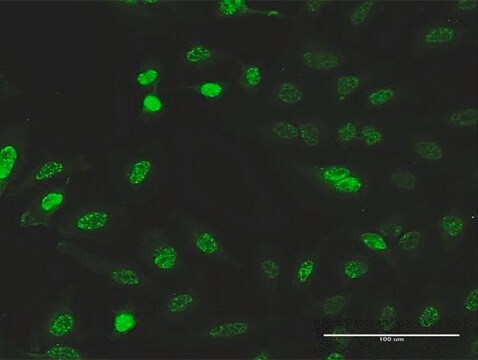 Monoclonal Anti-CITED1 antibody produced in mouse clone 2H6, purified immunoglobulin, buffered aqueous solution
