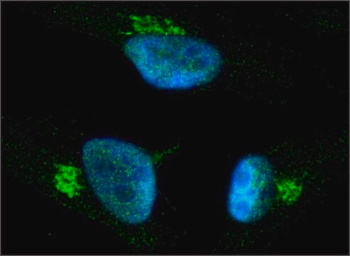 Anti-COG1 (C-TERMINAL) antibody produced in rabbit ~1.0&#160;mg/mL, affinity isolated antibody