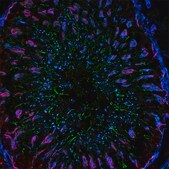 Anti-Mouse IgG (H+L), CF&#8482; 488A antibody produced in goat ~2&#160;mg/mL, affinity isolated antibody