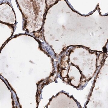 Anti-AFAP1L2 antibody produced in rabbit Prestige Antibodies&#174; Powered by Atlas Antibodies, affinity isolated antibody, buffered aqueous glycerol solution