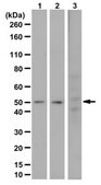 Anti-phospho Beclin Antibody (Thr119) from rabbit, purified by affinity chromatography