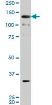 ANTI-ABL2 antibody produced in mouse clone 3E4, purified immunoglobulin, buffered aqueous solution