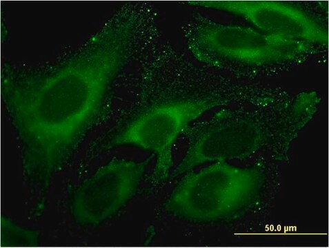 Monoclonal Anti-CPA4 antibody produced in mouse clone 1F4, purified immunoglobulin, buffered aqueous solution