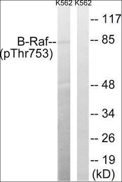 Anti-phospho-B-Raf (pThr753) antibody produced in rabbit affinity isolated antibody